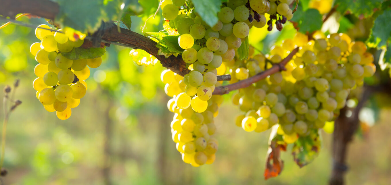 Pruning Grapes In Fall For Maximum Harvests – Mother Earth News - Vimarsana News